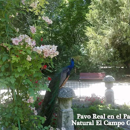 Colon Plaza Valladolid