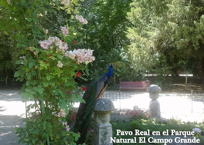 Colon Plaza Valladolid